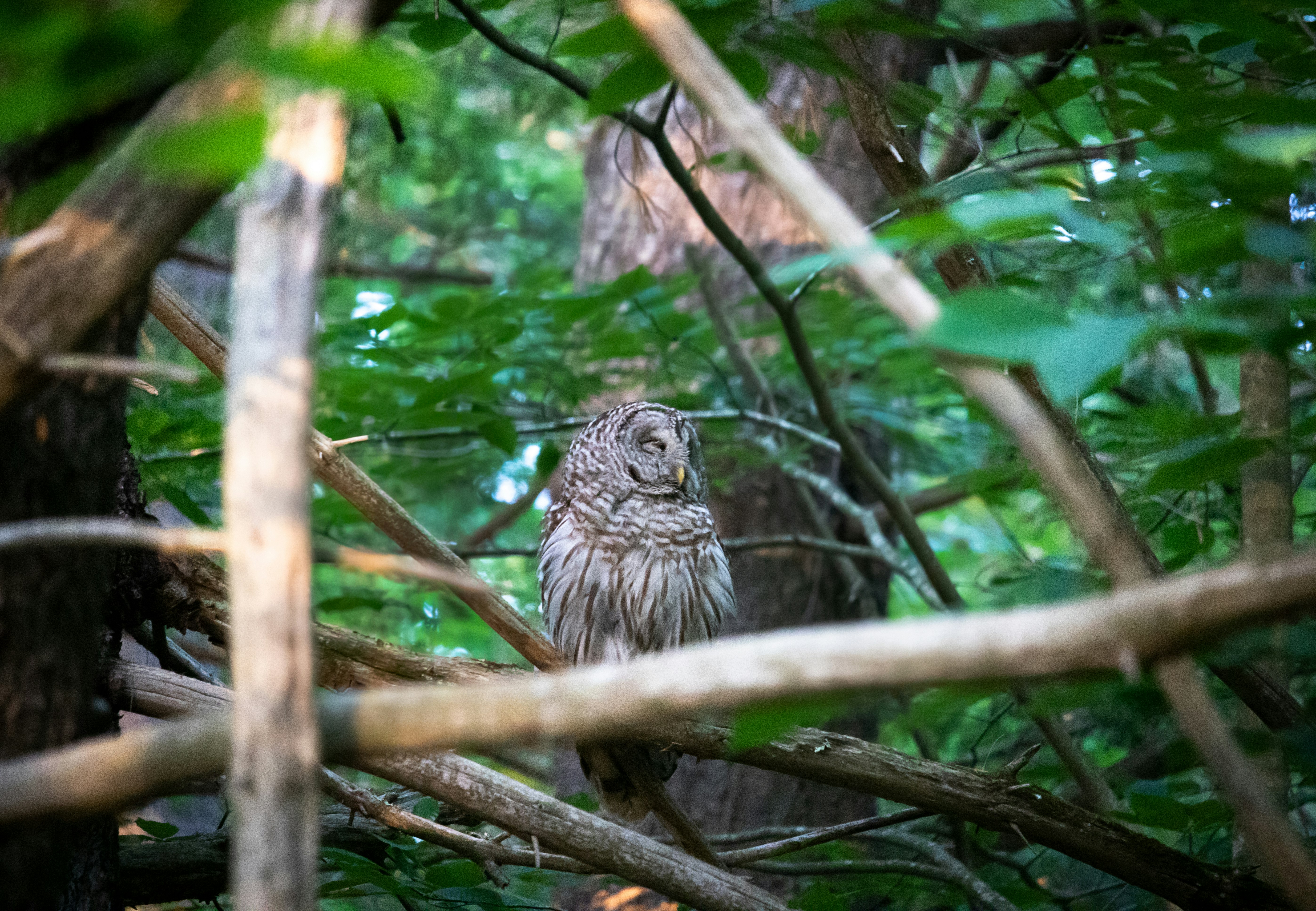 owl perched on tree branch during daytime